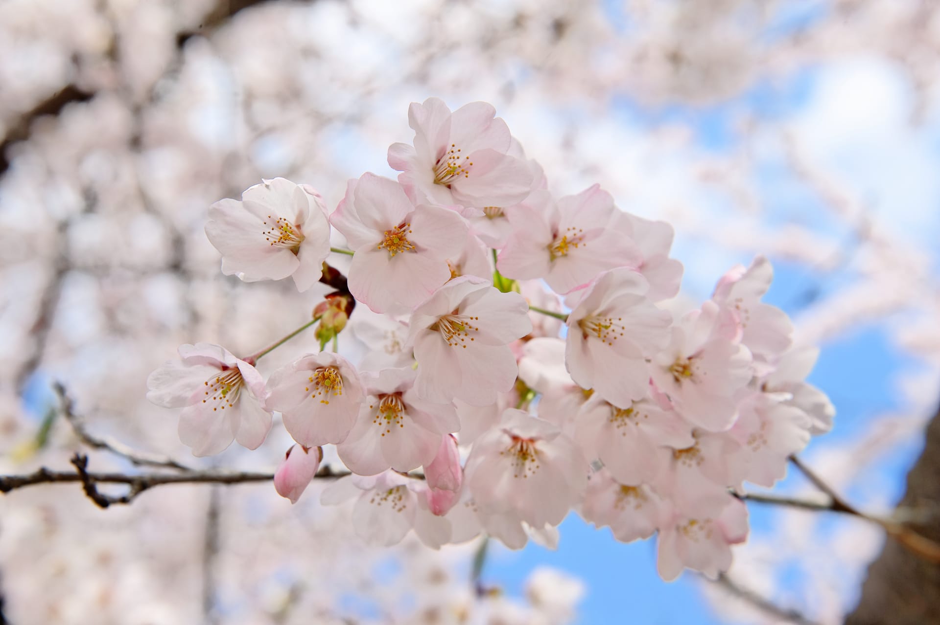 Cherry Blossoms in Tohoku