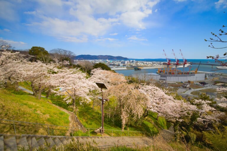 Cherry-blossoms-in-Hiyoriyama-Park